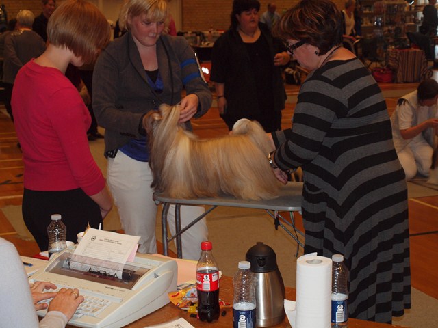 Shih Tzu Danmark